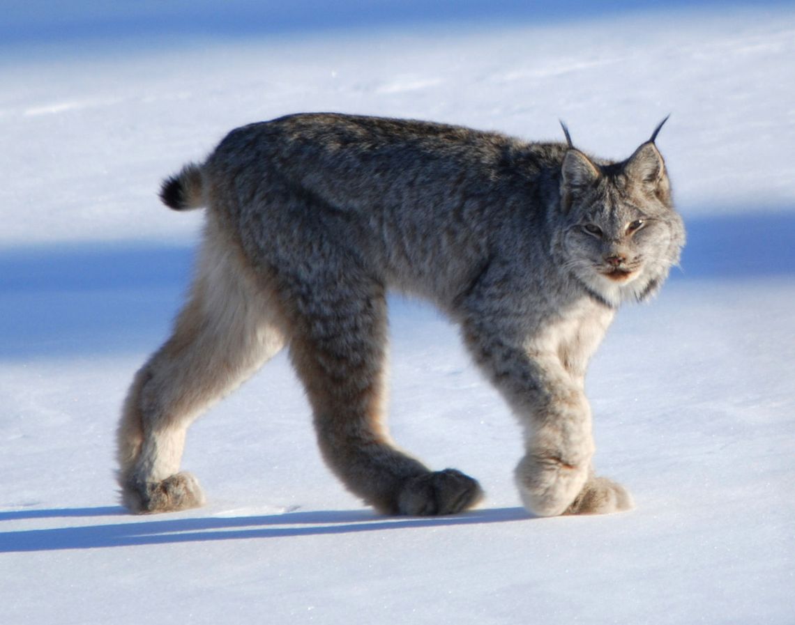 1280px-Canadian_lynx_by_Keith_Williams