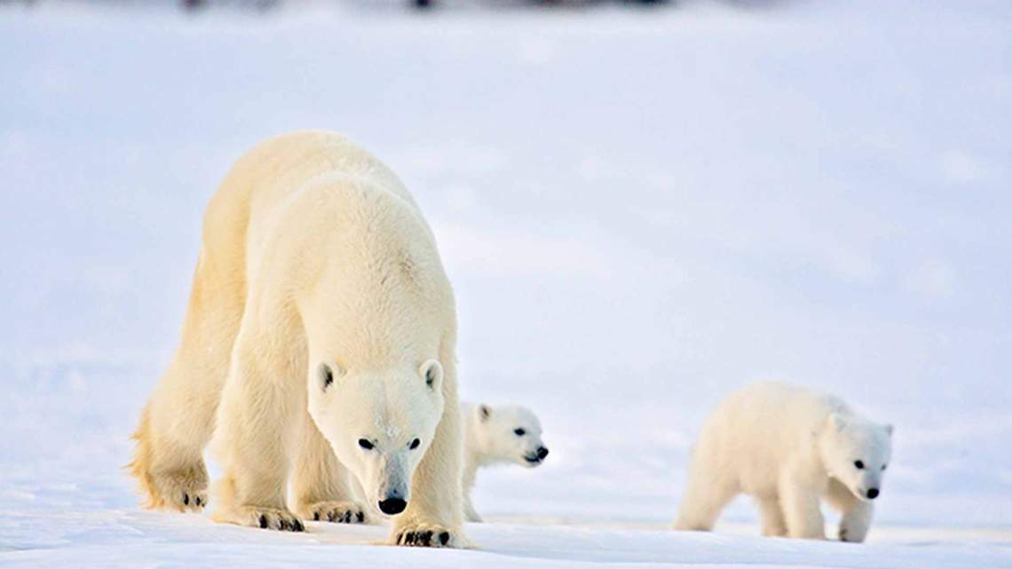 arctic-canada-ak-polar-bear-mother-and-cubs-copyright-michelle-valberg